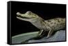 Caiman Crocodilus) (Spectacled Caiman)-Paul Starosta-Framed Stretched Canvas