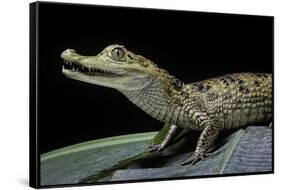 Caiman Crocodilus) (Spectacled Caiman)-Paul Starosta-Framed Stretched Canvas