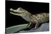 Caiman Crocodilus) (Spectacled Caiman)-Paul Starosta-Stretched Canvas