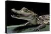 Caiman Crocodilus) (Spectacled Caiman)-Paul Starosta-Stretched Canvas