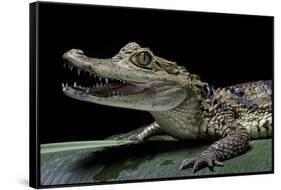 Caiman Crocodilus) (Spectacled Caiman)-Paul Starosta-Framed Stretched Canvas