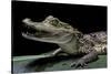 Caiman Crocodilus) (Spectacled Caiman)-Paul Starosta-Stretched Canvas