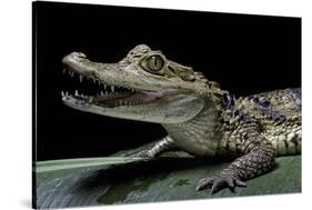 Caiman Crocodilus) (Spectacled Caiman)-Paul Starosta-Stretched Canvas