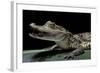 Caiman Crocodilus) (Spectacled Caiman)-Paul Starosta-Framed Photographic Print