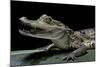 Caiman Crocodilus) (Spectacled Caiman)-Paul Starosta-Mounted Photographic Print