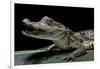 Caiman Crocodilus) (Spectacled Caiman)-Paul Starosta-Framed Photographic Print