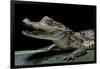 Caiman Crocodilus) (Spectacled Caiman)-Paul Starosta-Framed Photographic Print