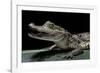 Caiman Crocodilus) (Spectacled Caiman)-Paul Starosta-Framed Photographic Print