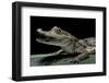Caiman Crocodilus) (Spectacled Caiman)-Paul Starosta-Framed Photographic Print