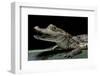 Caiman Crocodilus) (Spectacled Caiman)-Paul Starosta-Framed Photographic Print
