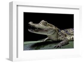 Caiman Crocodilus) (Spectacled Caiman)-Paul Starosta-Framed Photographic Print