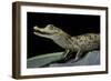 Caiman Crocodilus) (Spectacled Caiman)-Paul Starosta-Framed Photographic Print