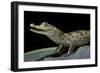 Caiman Crocodilus) (Spectacled Caiman)-Paul Starosta-Framed Photographic Print