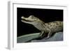 Caiman Crocodilus) (Spectacled Caiman)-Paul Starosta-Framed Photographic Print