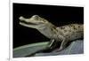 Caiman Crocodilus) (Spectacled Caiman)-Paul Starosta-Framed Photographic Print