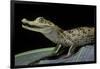 Caiman Crocodilus) (Spectacled Caiman)-Paul Starosta-Framed Photographic Print