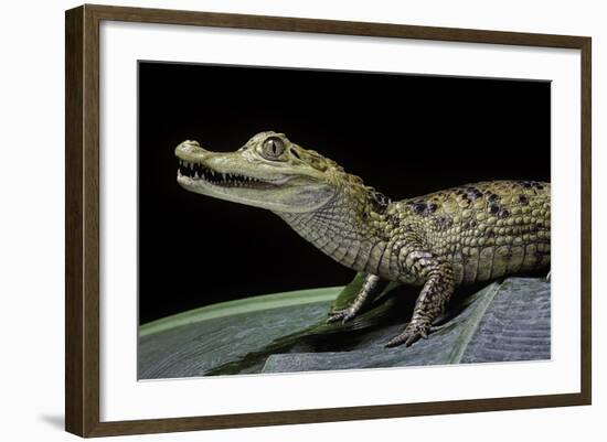 Caiman Crocodilus) (Spectacled Caiman)-Paul Starosta-Framed Photographic Print