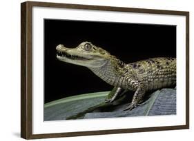 Caiman Crocodilus) (Spectacled Caiman)-Paul Starosta-Framed Photographic Print