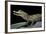 Caiman Crocodilus) (Spectacled Caiman)-Paul Starosta-Framed Photographic Print