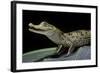 Caiman Crocodilus) (Spectacled Caiman)-Paul Starosta-Framed Photographic Print