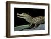 Caiman Crocodilus) (Spectacled Caiman)-Paul Starosta-Framed Photographic Print