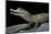 Caiman Crocodilus) (Spectacled Caiman)-Paul Starosta-Mounted Photographic Print