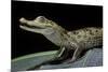 Caiman Crocodilus) (Spectacled Caiman)-Paul Starosta-Mounted Photographic Print