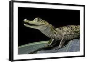 Caiman Crocodilus) (Spectacled Caiman)-Paul Starosta-Framed Photographic Print