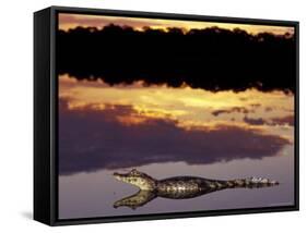 Caiman in Lagoon at Sunset, Pantanal, Brazil-Theo Allofs-Framed Stretched Canvas