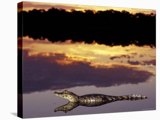 Caiman in Lagoon at Sunset, Pantanal, Brazil-Theo Allofs-Stretched Canvas