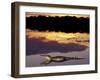 Caiman in Lagoon at Sunset, Pantanal, Brazil-Theo Allofs-Framed Photographic Print