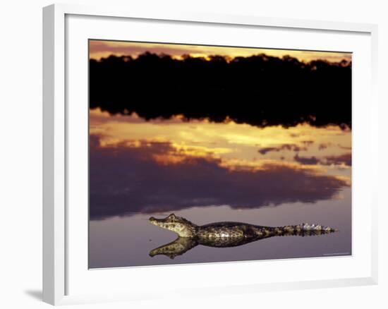 Caiman in Lagoon at Sunset, Pantanal, Brazil-Theo Allofs-Framed Photographic Print