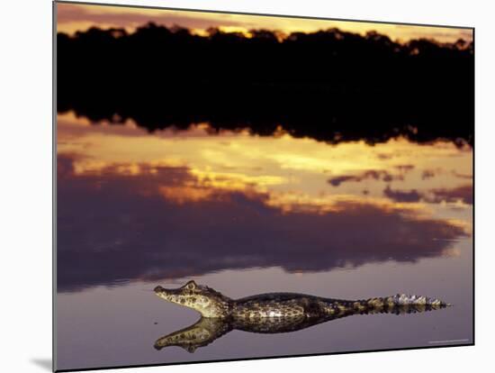 Caiman in Lagoon at Sunset, Pantanal, Brazil-Theo Allofs-Mounted Photographic Print