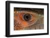 Caiman lizard close-up of eyeball.-Adam Jones-Framed Photographic Print