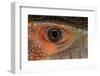 Caiman lizard close-up of eyeball.-Adam Jones-Framed Photographic Print
