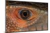 Caiman lizard close-up of eyeball.-Adam Jones-Mounted Photographic Print