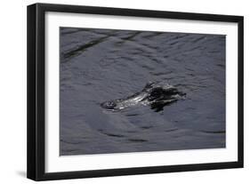 Caiman-null-Framed Giclee Print