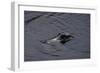 Caiman-null-Framed Giclee Print