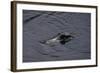 Caiman-null-Framed Giclee Print