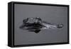 Caiman-null-Framed Stretched Canvas