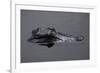 Caiman-null-Framed Giclee Print