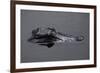 Caiman-null-Framed Giclee Print