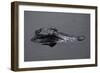 Caiman-null-Framed Giclee Print