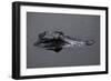 Caiman-null-Framed Giclee Print