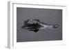 Caiman-null-Framed Giclee Print