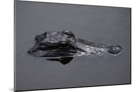 Caiman-null-Mounted Giclee Print