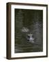 Caiman-null-Framed Giclee Print