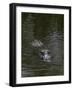 Caiman-null-Framed Giclee Print