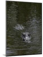 Caiman-null-Mounted Giclee Print