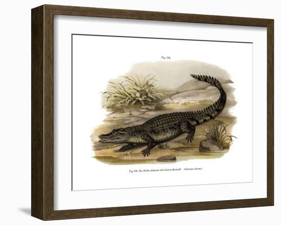 Caiman-null-Framed Giclee Print